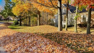 Fall foliage and leaves